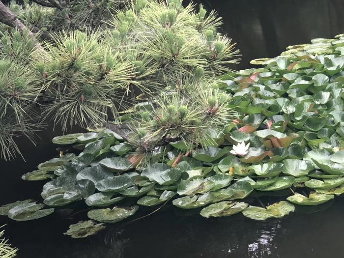 花开之处，便是故地  第10张
